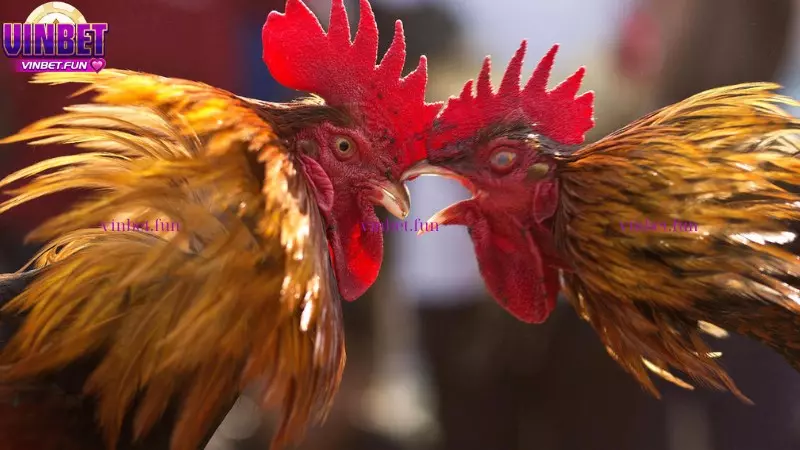 Những lý do nên đặt kèo đá gà thomo trực tiếp tại Vinbet