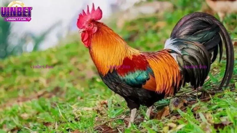 Đá Gà Thomo là gì?