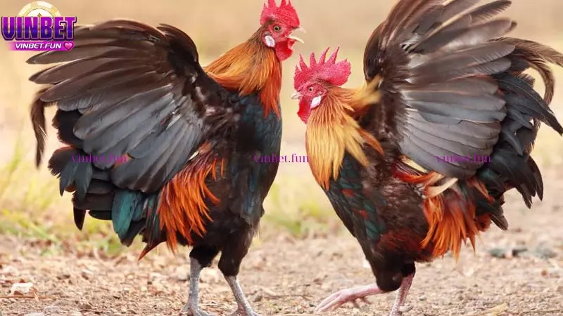 Đá gà Thomo là gì và các giống gà đá Thomo phổ biến - Vinbet