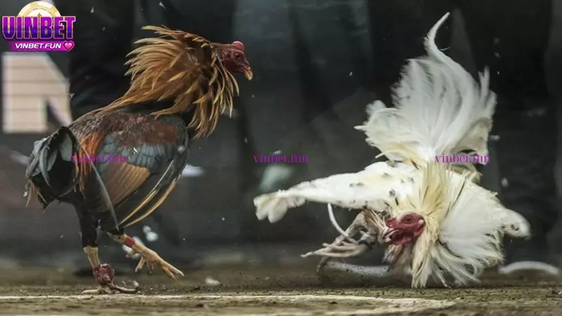 Luật chơi đá gà hàng xáo - Hướng dẫn chi tiết cho người mới bắt đầu