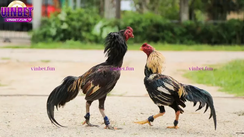 Kỹ thuật nuôi gà đá hàng xáo - Bí quyết tạo nên chiến kê bất bại