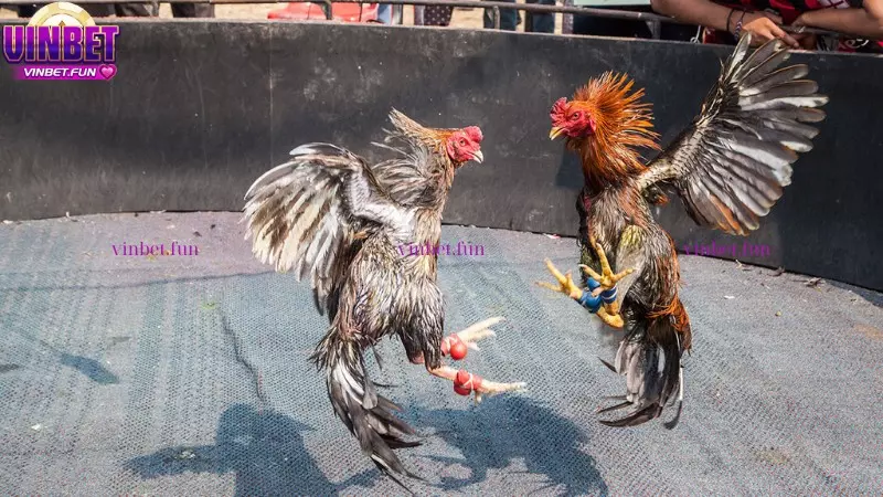 Cách tính xác suất thắng cược trong đá gà hàng xáo