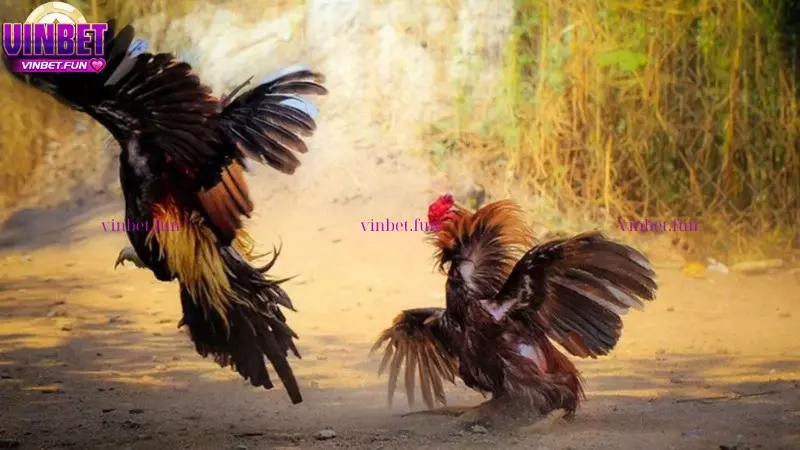 Các dòng gà đá Thomo phổ biến hiện nay